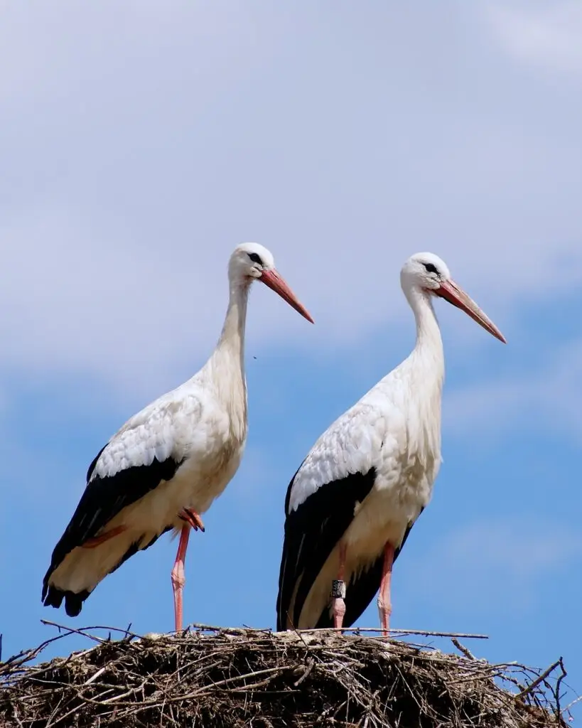 stork, stork couple, birds-440435.jpg